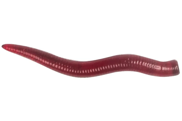 Silikoninis masalas LureMax CURLY WORM 2,5”/3,5cm Blood Red (20 vnt.)