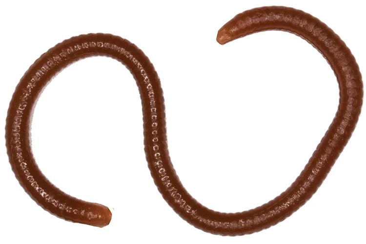 Silikoninis masalas LureMax EARTHWORM 3,5”/8cm Worm Brown (dėžutėje)