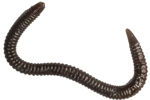 Silikoninis masalas LureMax GARDEN WORM 4”/10cm Worm Brown (20 vnt.)