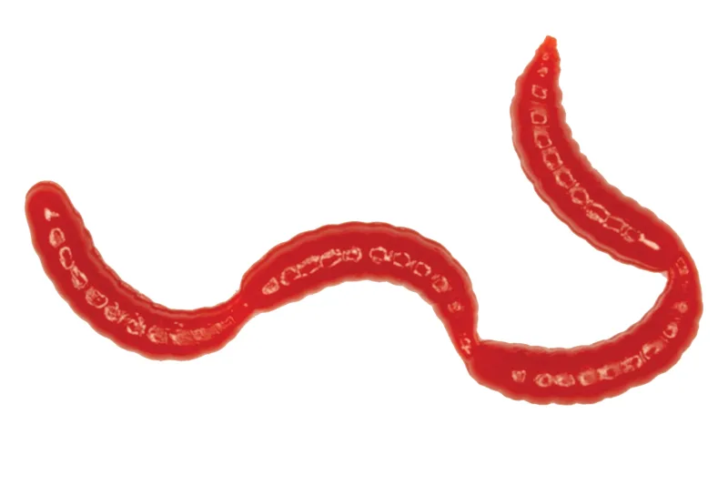 Silikoninis masalas LureMax MAGGOT (dėžutėje) – Blood Red